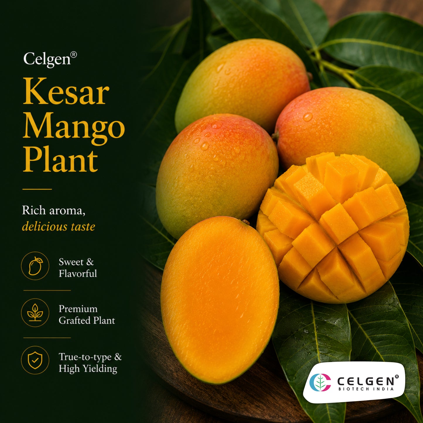 Celgen® Kesar Mango Plant