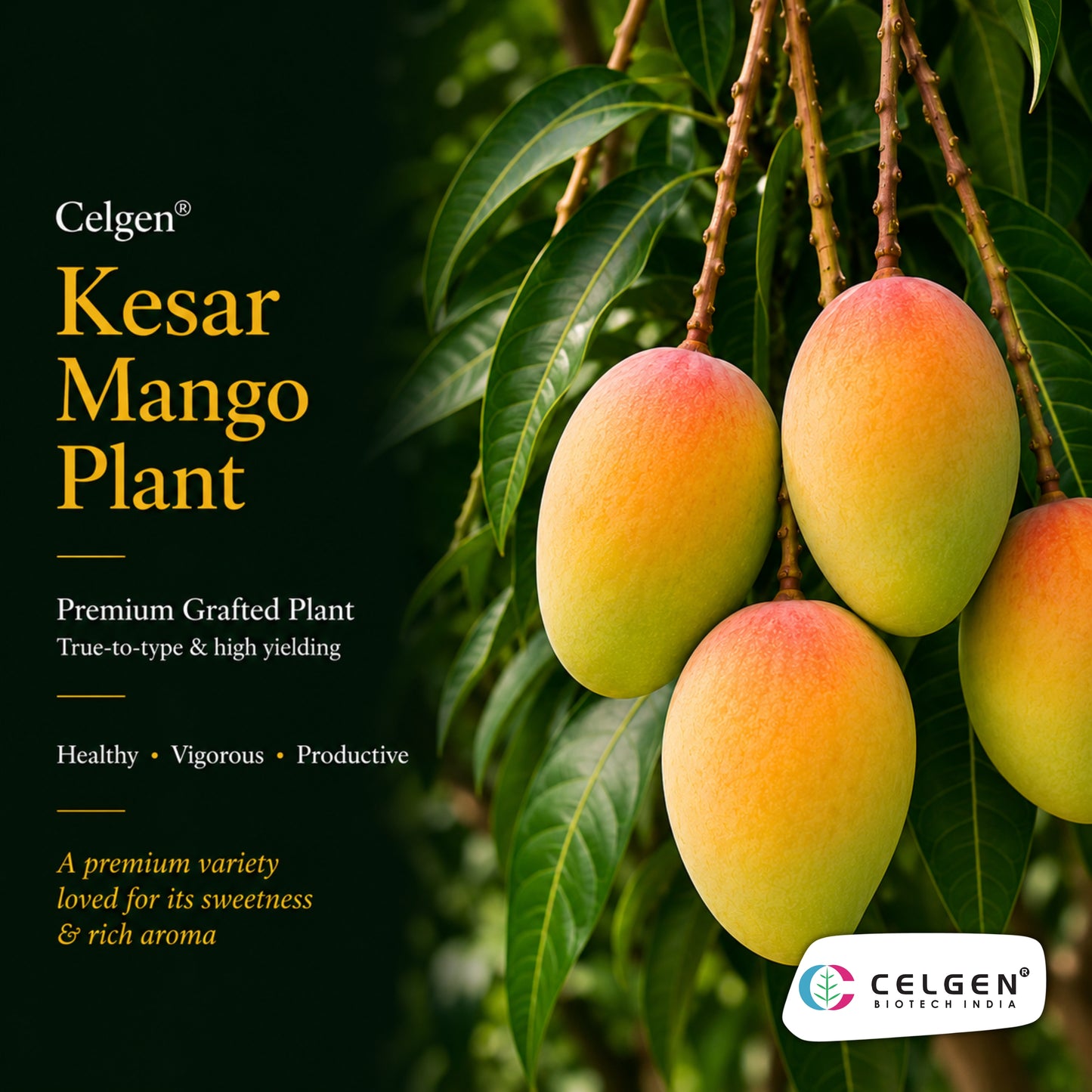 Celgen® Kesar Mango Plant