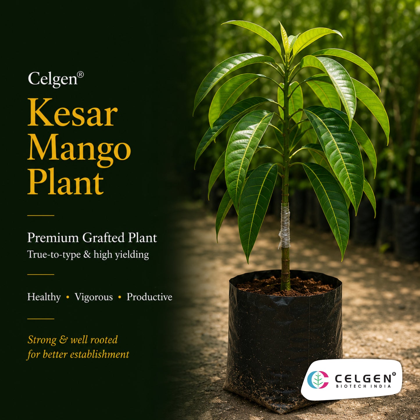 Celgen® Kesar Mango Plant
