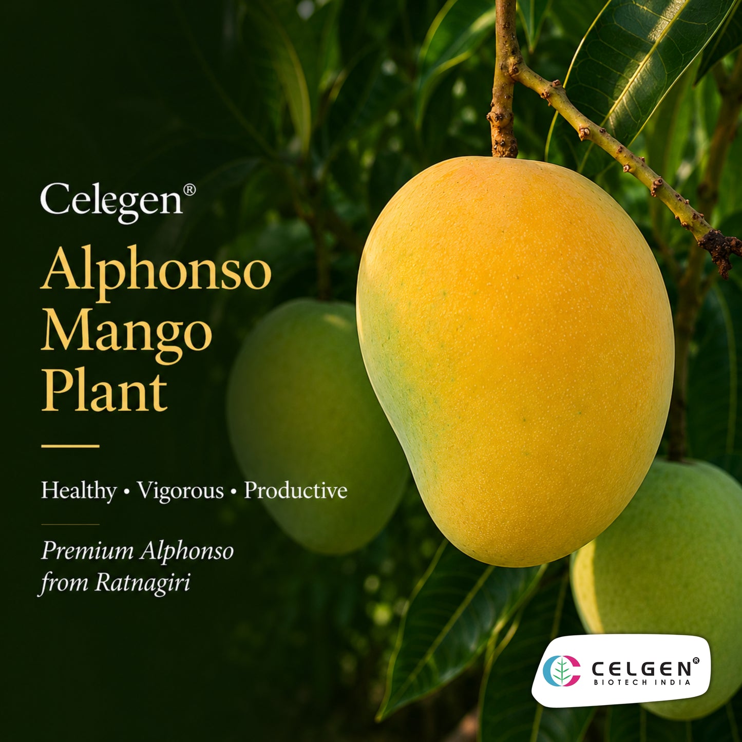 Celgen® Alphonso Mango Plant