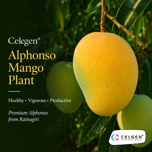 Celgen® Alphonso Mango Plant