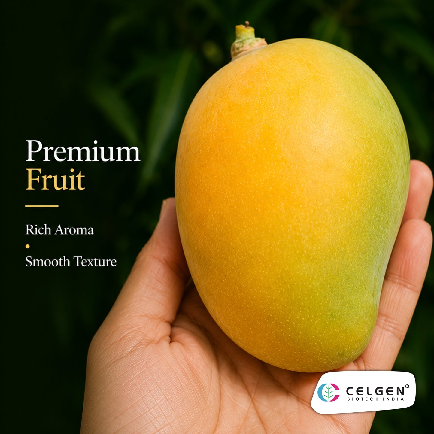 Celgen® Alphonso Mango Plant