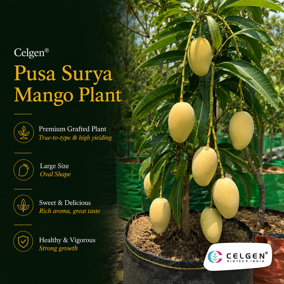 Celgen® Pusa Surya Mango Plant | IARI Released Mango Variety