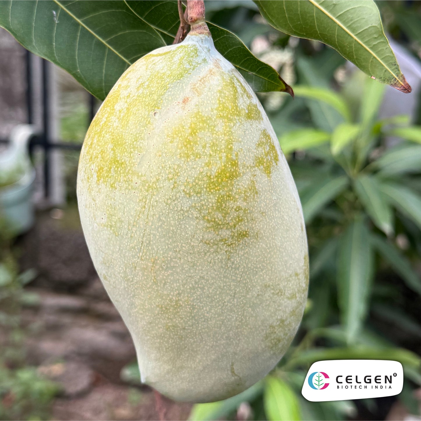 Celgen® Mallika Mango Plant