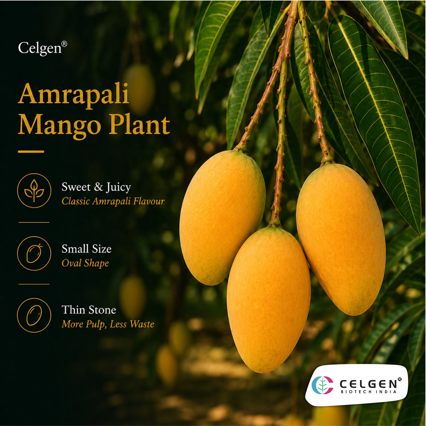 Celgen® Amrapali Mango Plant