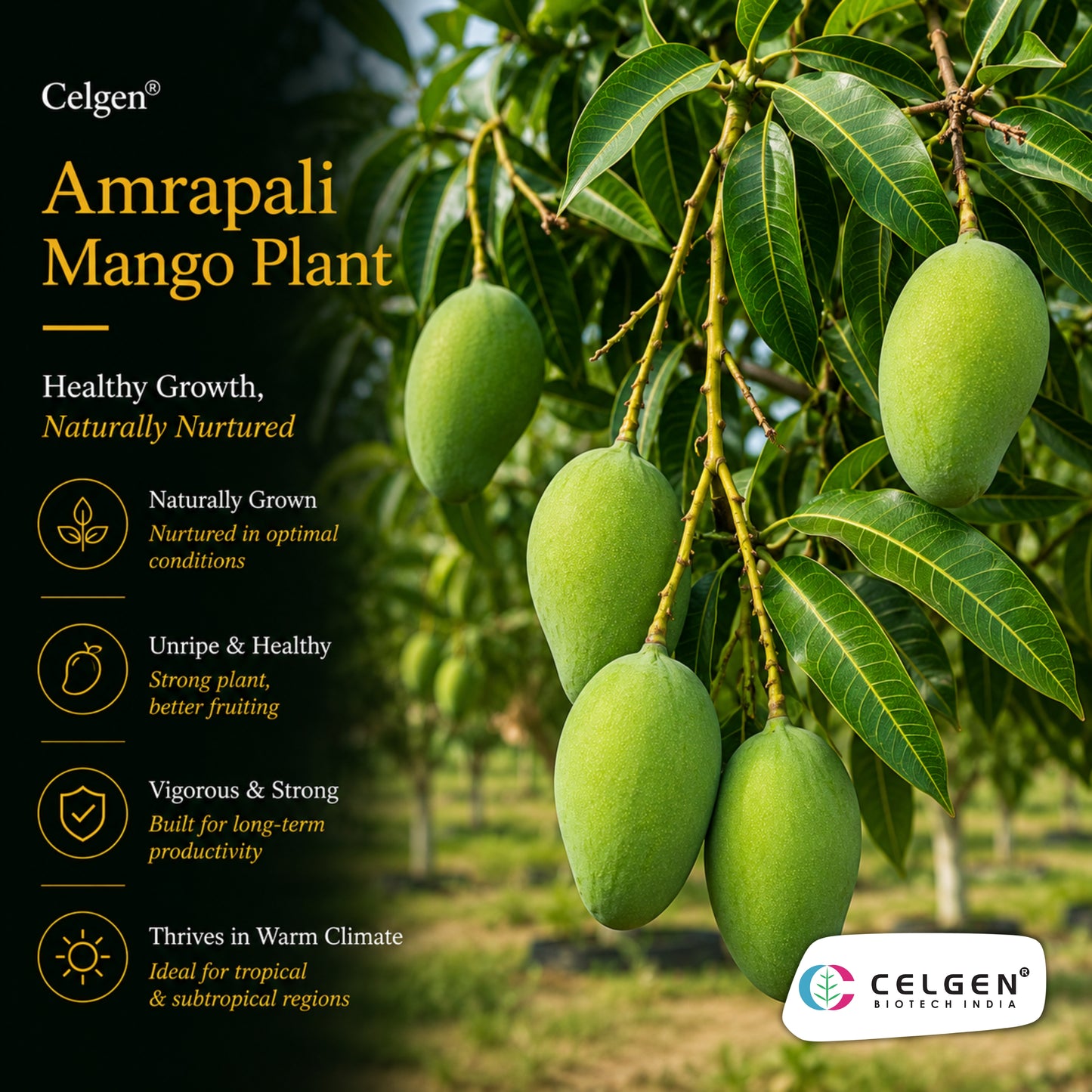 Celgen® Amrapali Mango Plant