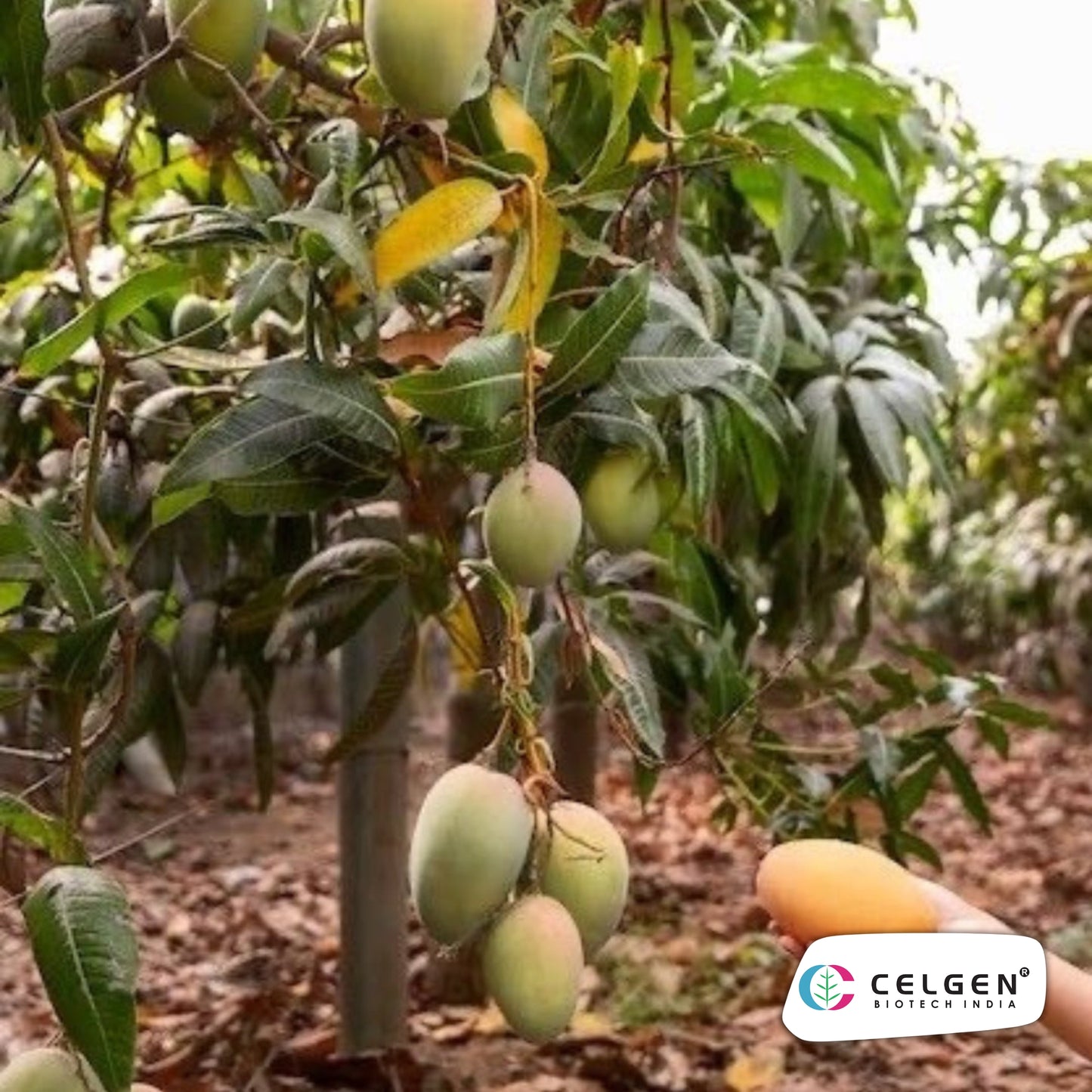 Celgen® Amrapali Mango Plant