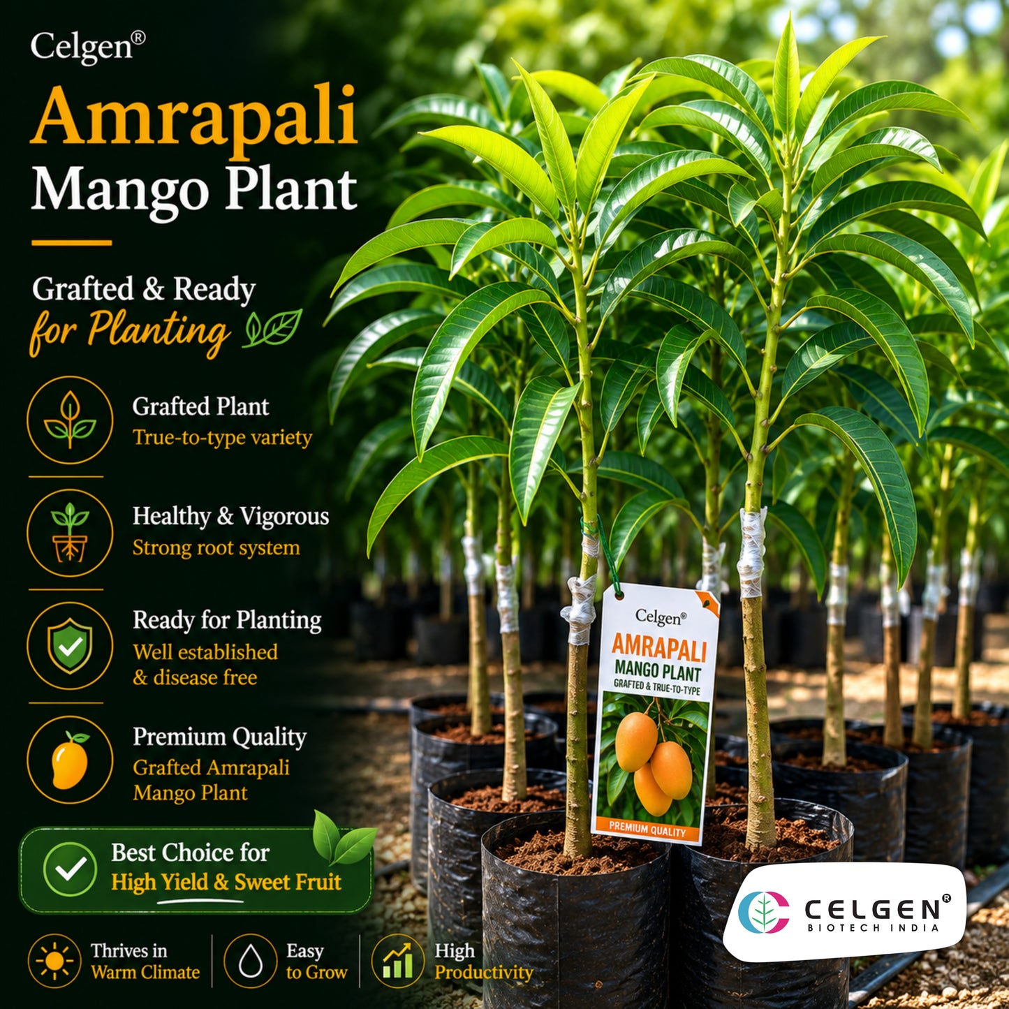 Celgen® Amrapali Mango Plant