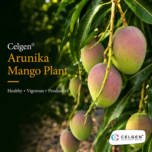 Celgen® Arunika Mango Plant