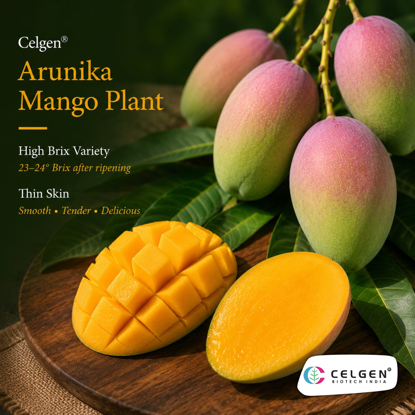 Celgen® Arunika Mango Plant