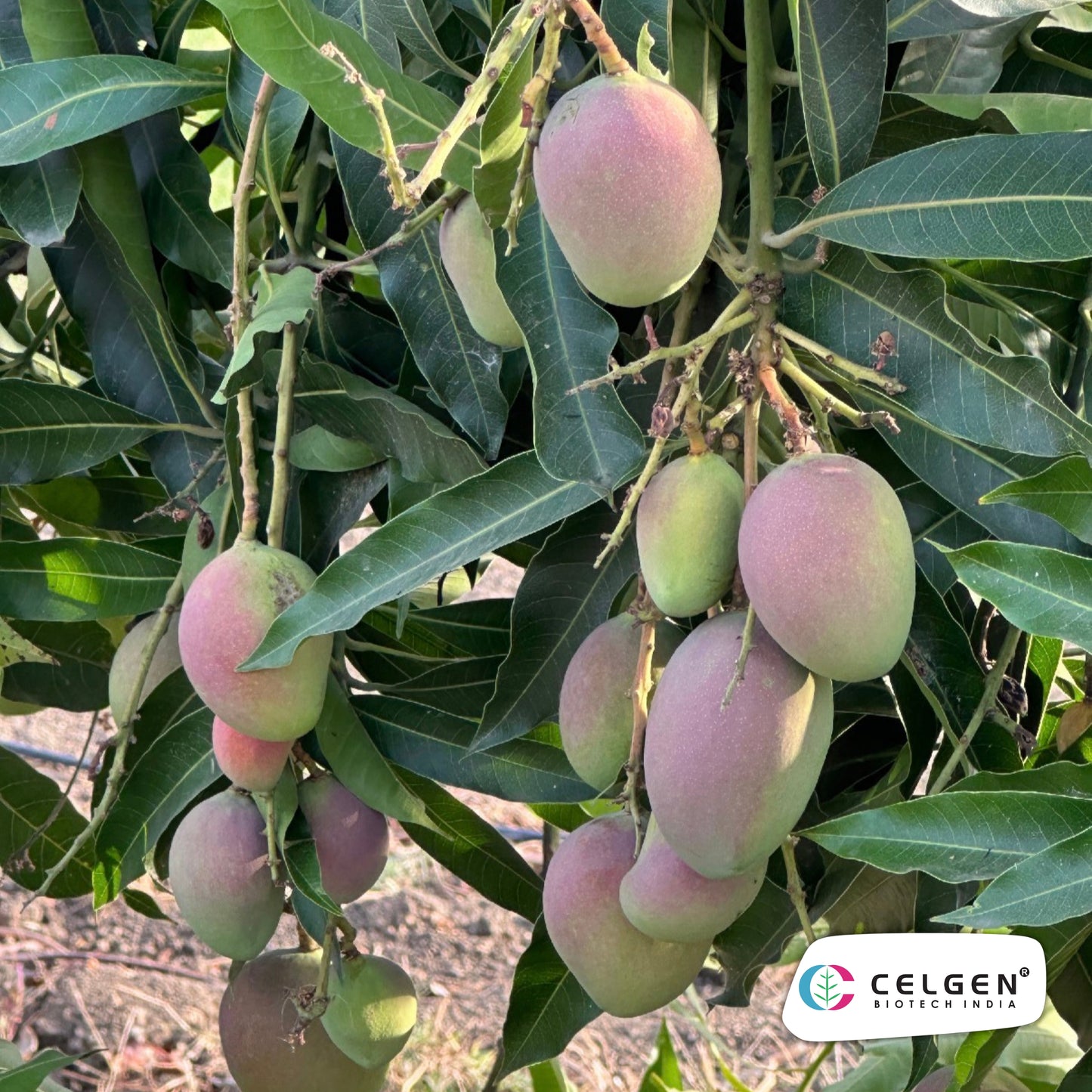 Celgen® Arunika Mango Plant