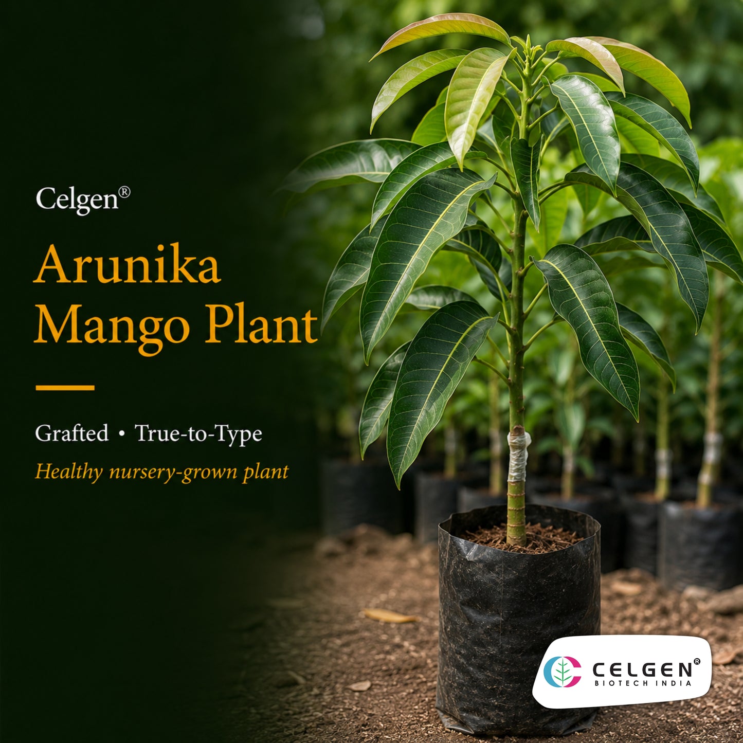 Celgen® Arunika Mango Plant