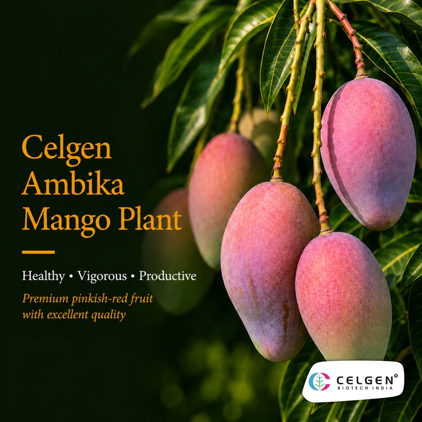 Celgen® Ambika Mango Plant