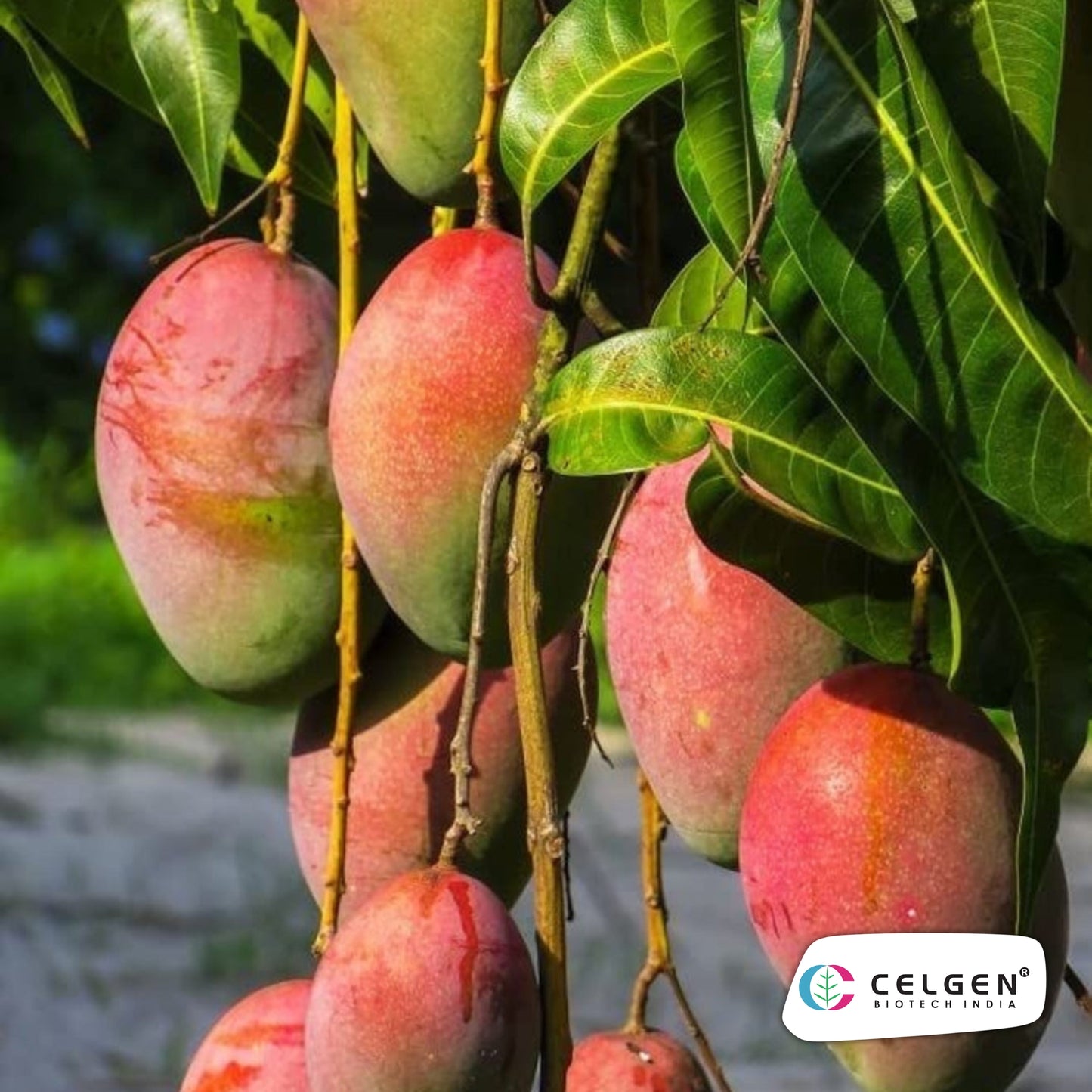 Celgen® Ambika Mango Plant