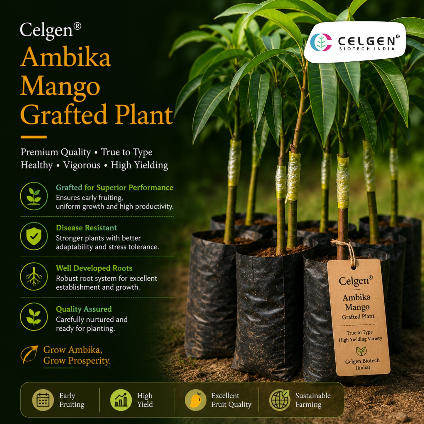 Celgen® Ambika Mango Plant