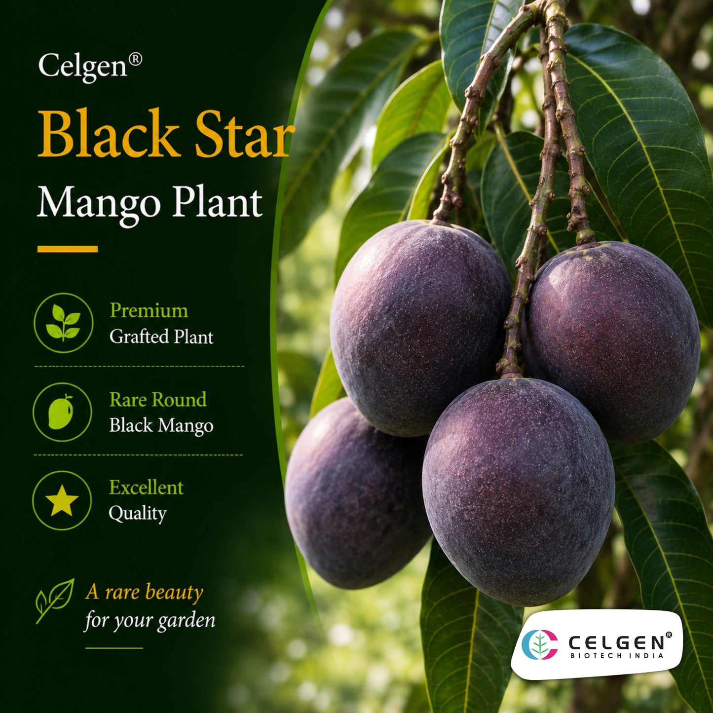 Celgen® Black Star Mango Plant