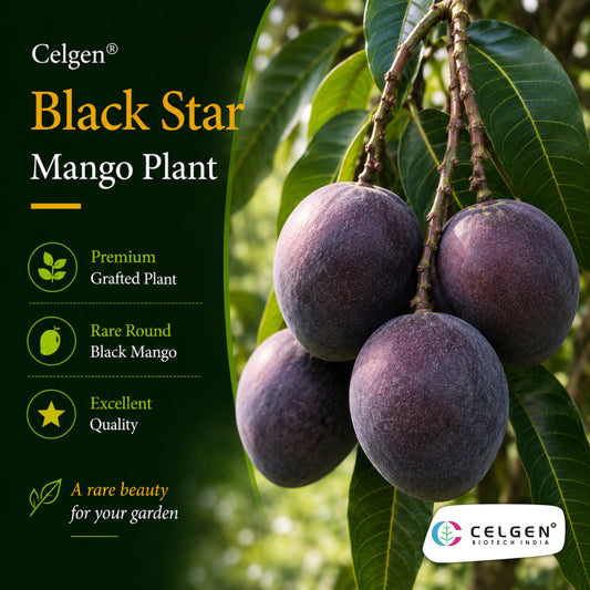 Celgen® Black Star Mango Plant