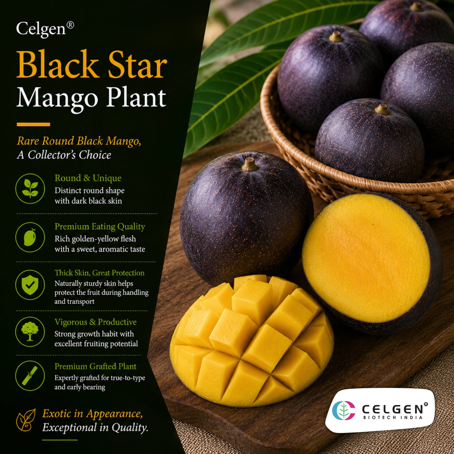 Celgen® Black Star Mango Plant