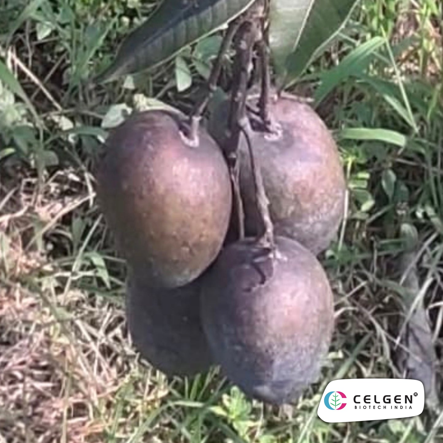 Celgen® Black Star Mango Plant