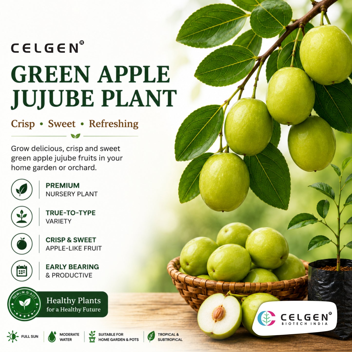 Celgen® Green Apple Jujube Plant