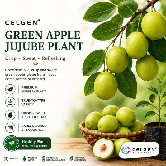 Celgen® Green Apple Jujube Plant