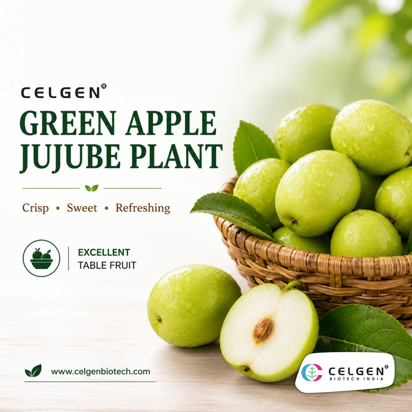 Celgen® Green Apple Jujube Plant