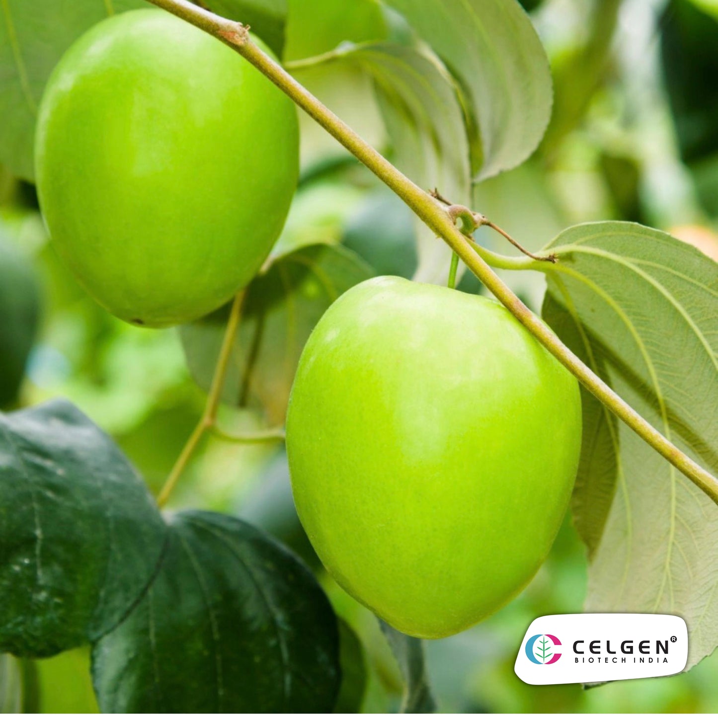 Celgen® Green Apple Jujube Plant