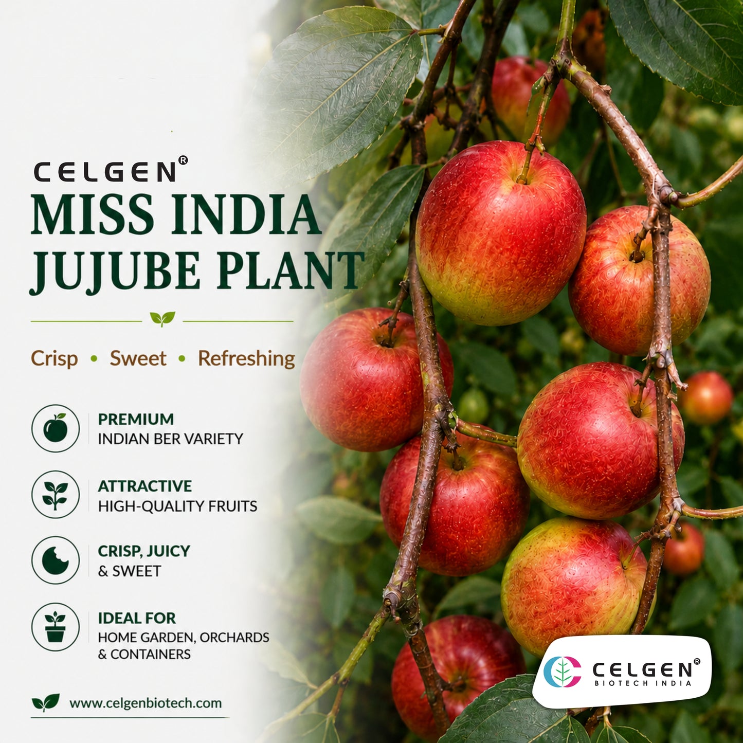 Celgen® Miss India Jujube Plant