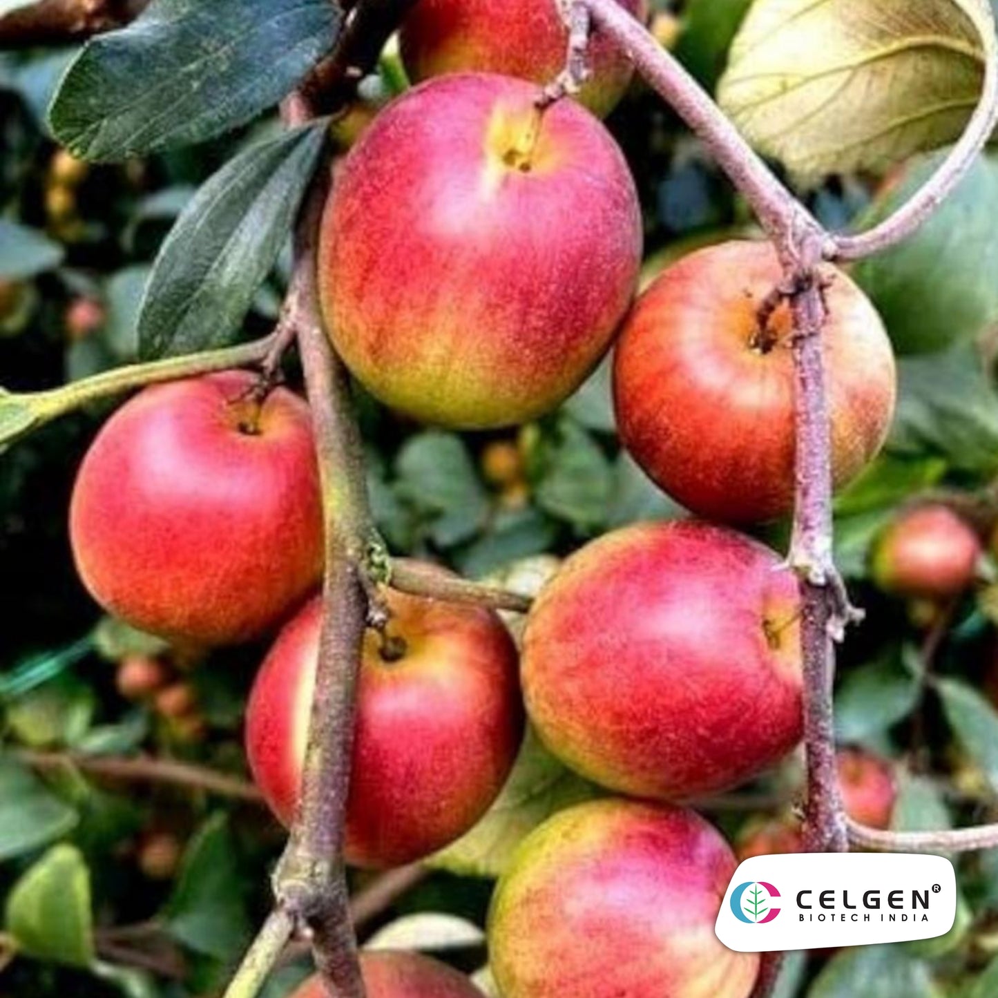 Celgen® Miss India Jujube Plant