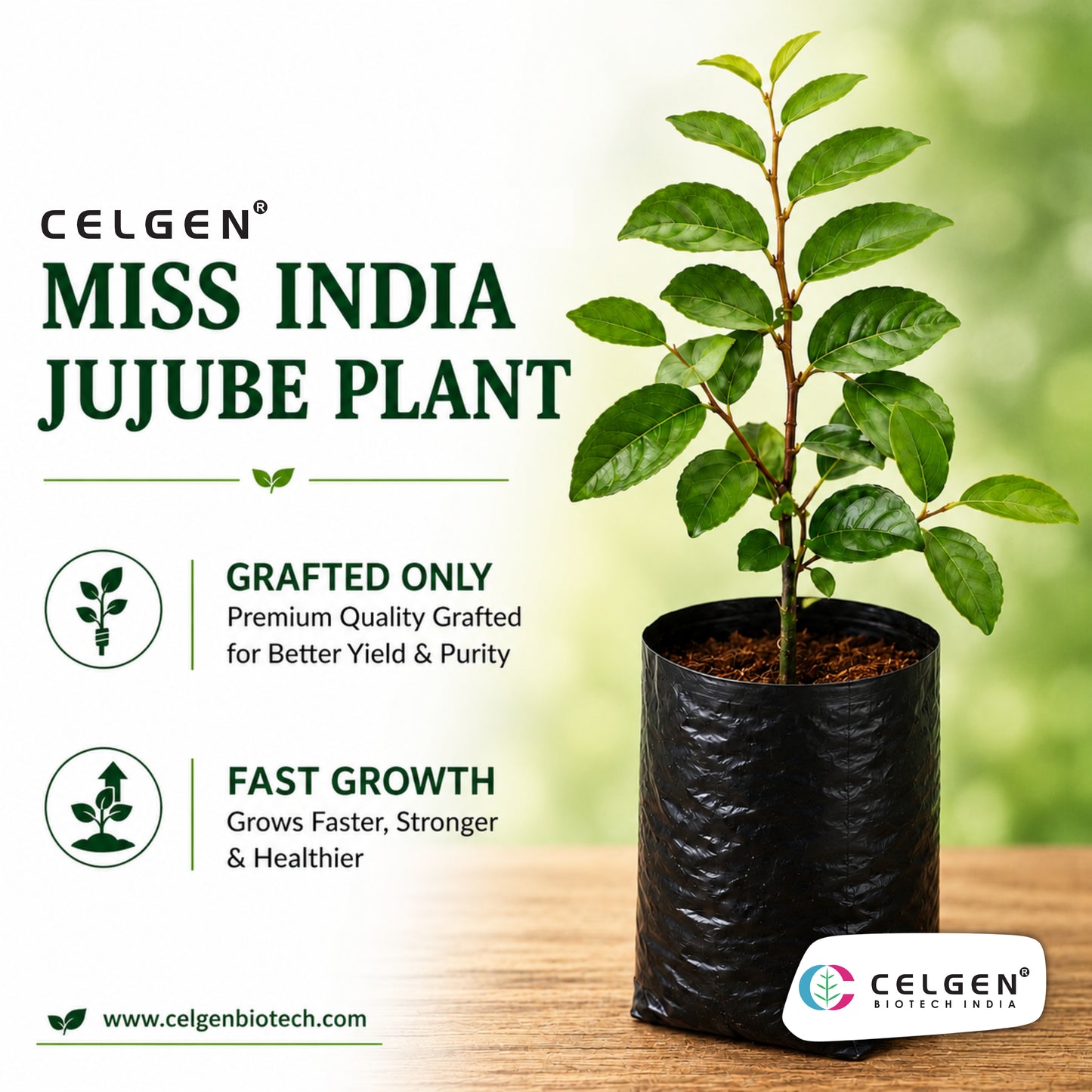 Celgen® Miss India Jujube Plant