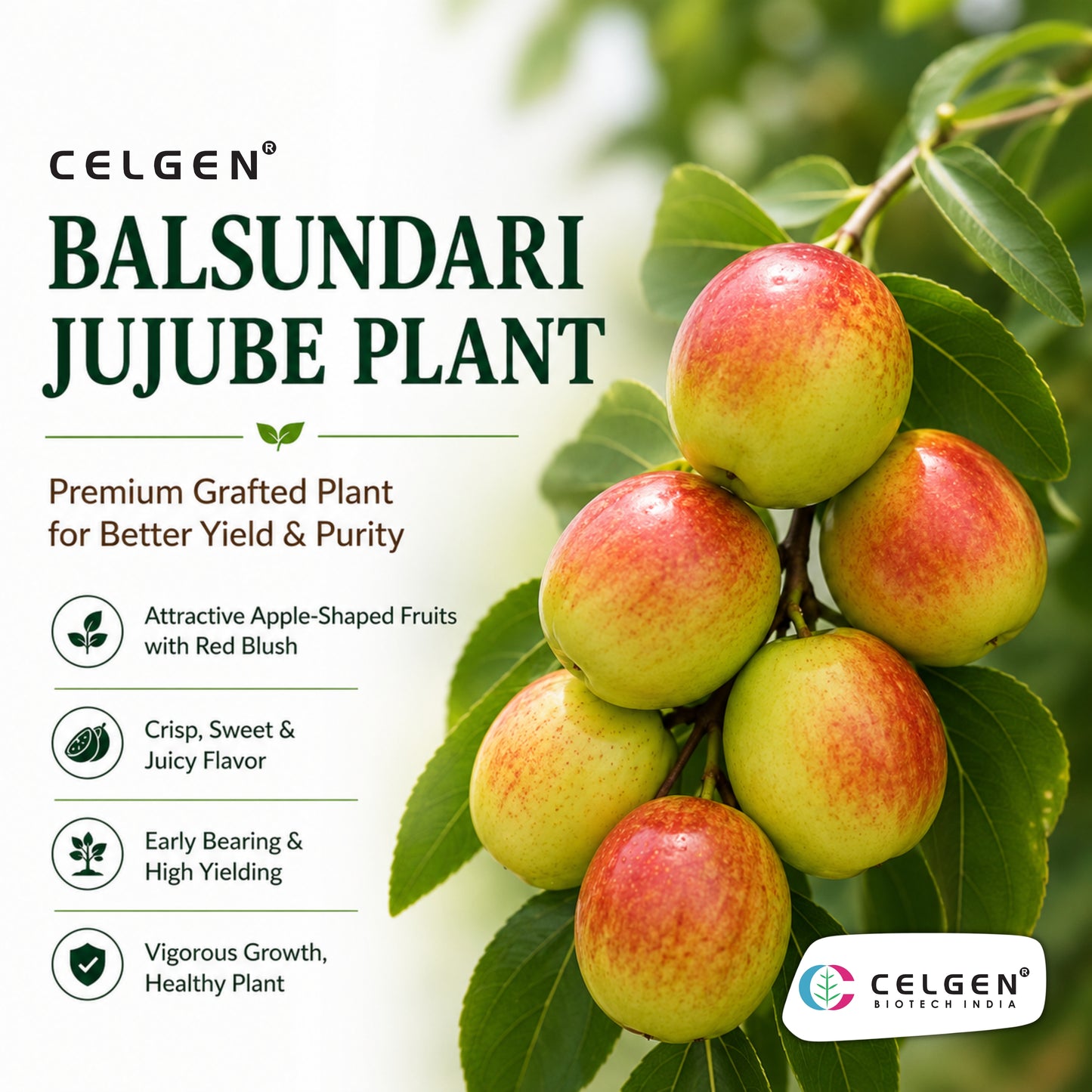 Celgen® Balsundari Jujube Plant