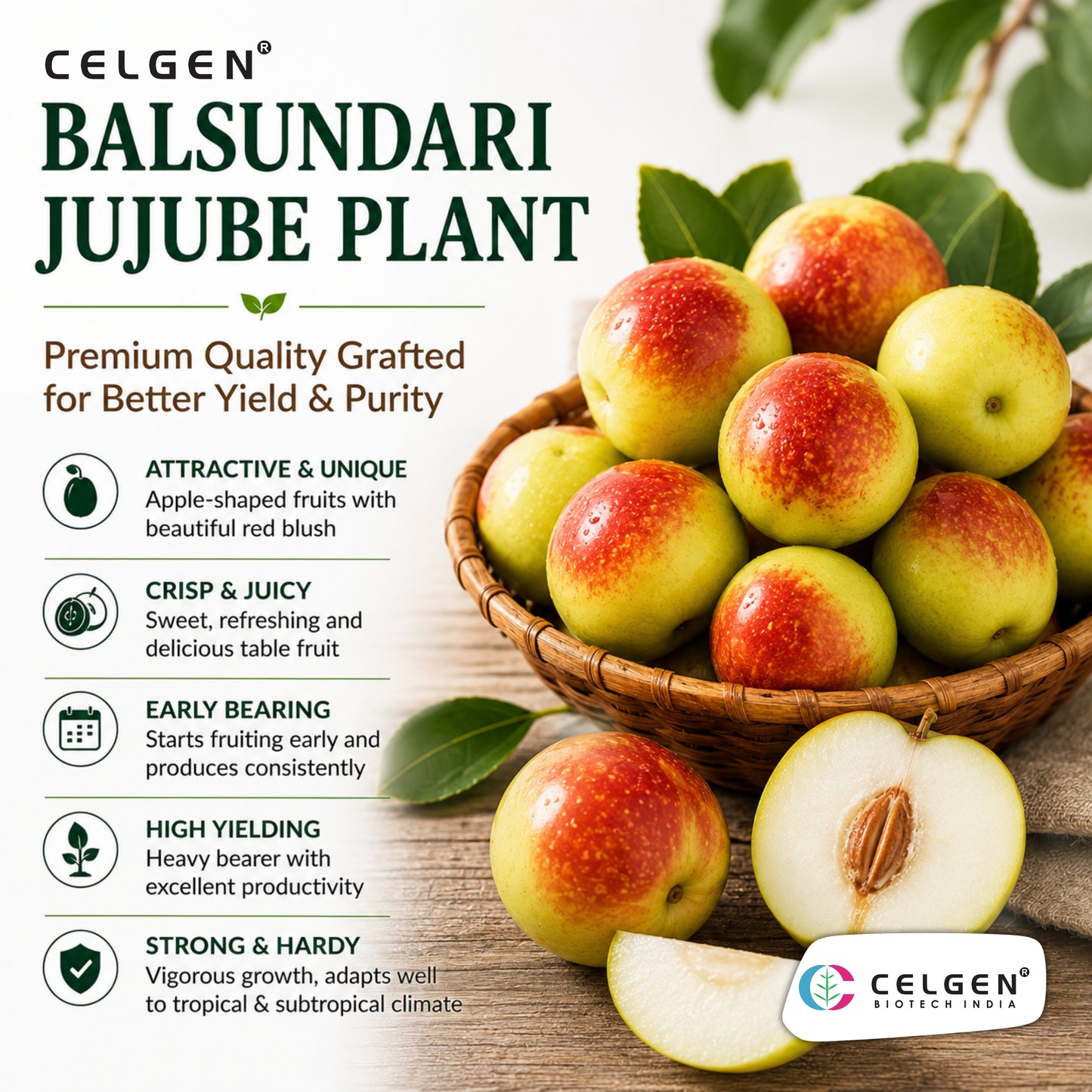 Celgen® Balsundari Jujube Plant