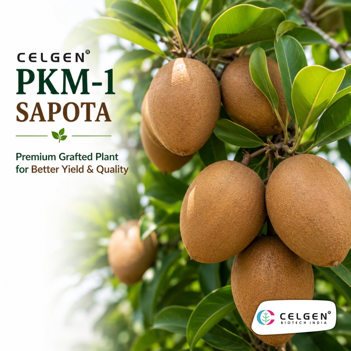Celgen® PKM-1 Sapota Plant