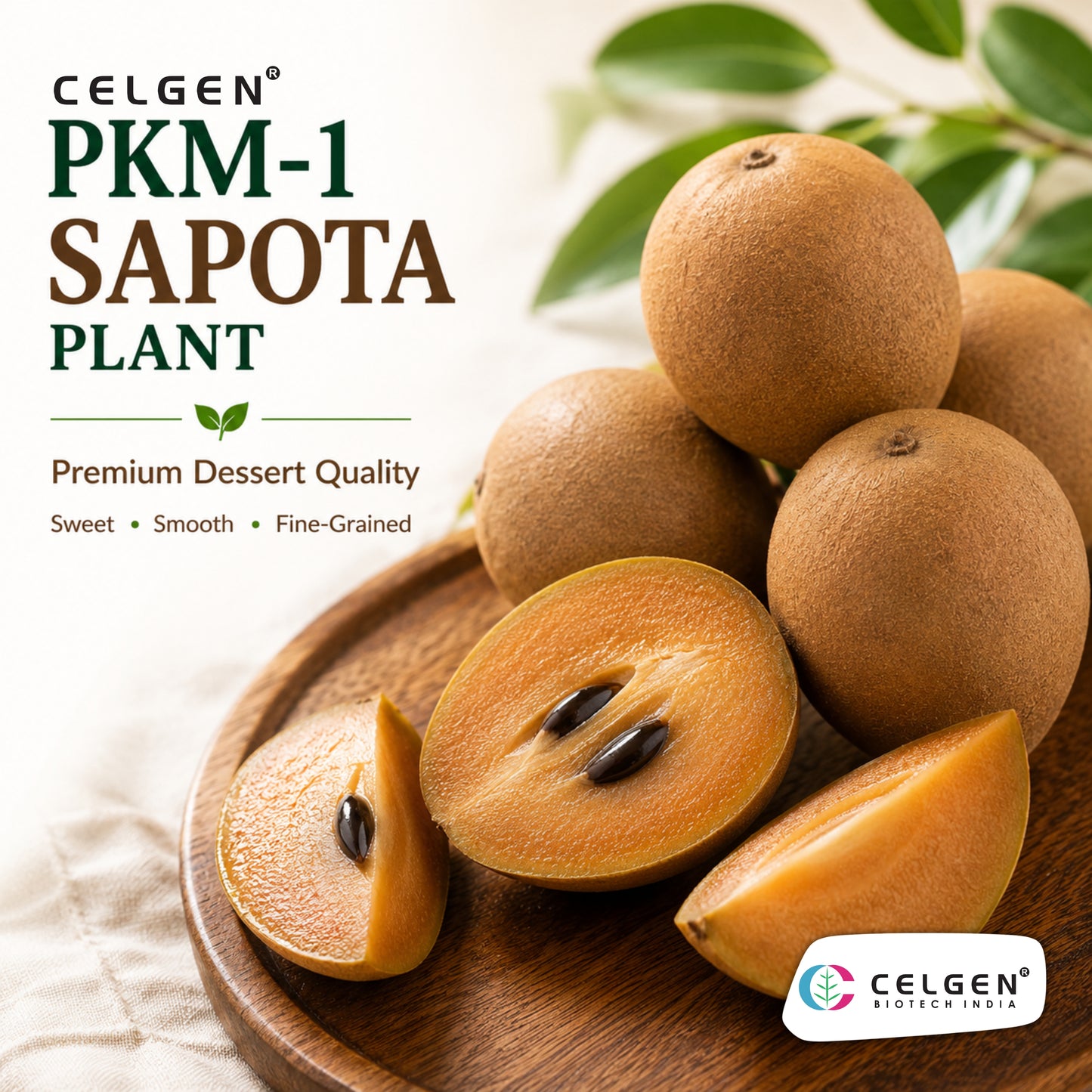 Celgen® PKM-1 Sapota Plant