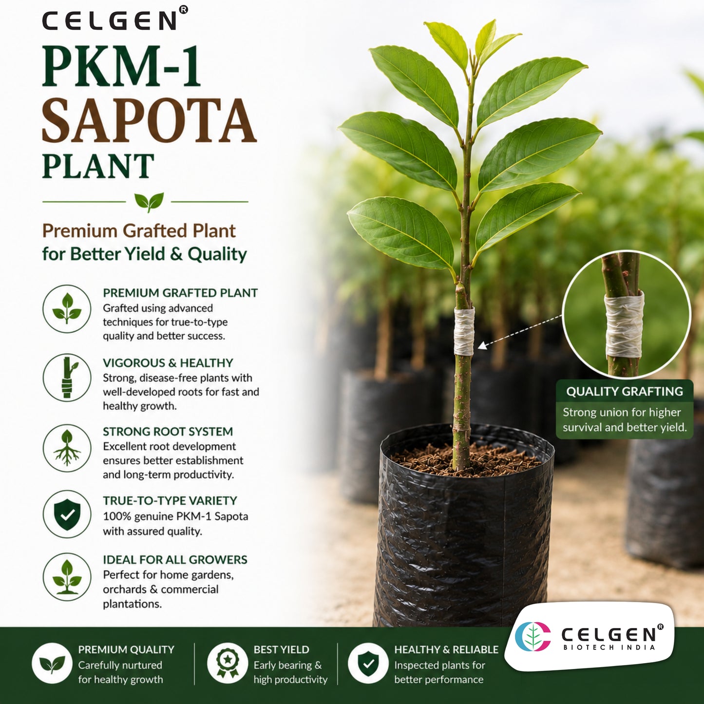 Celgen® PKM-1 Sapota Plant