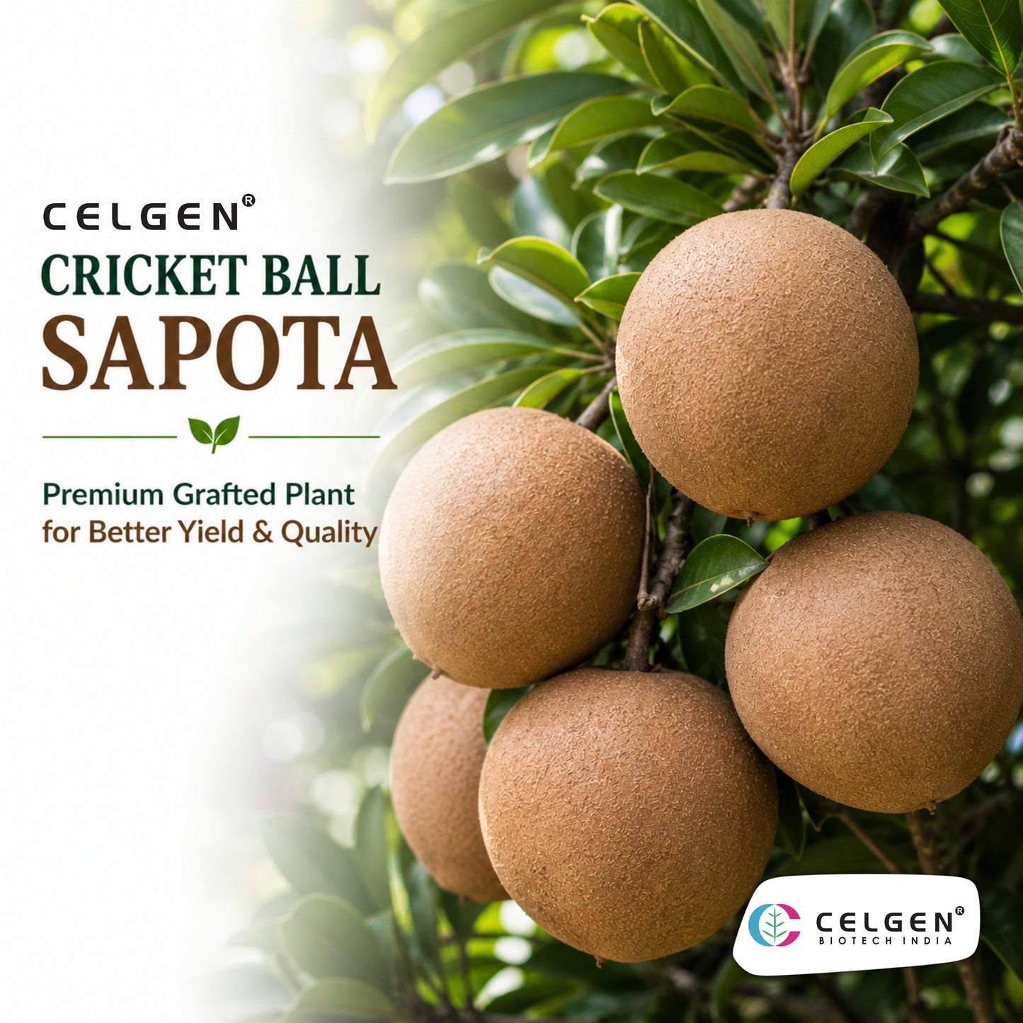 Celgen® Cricket Ball Sapota Plant