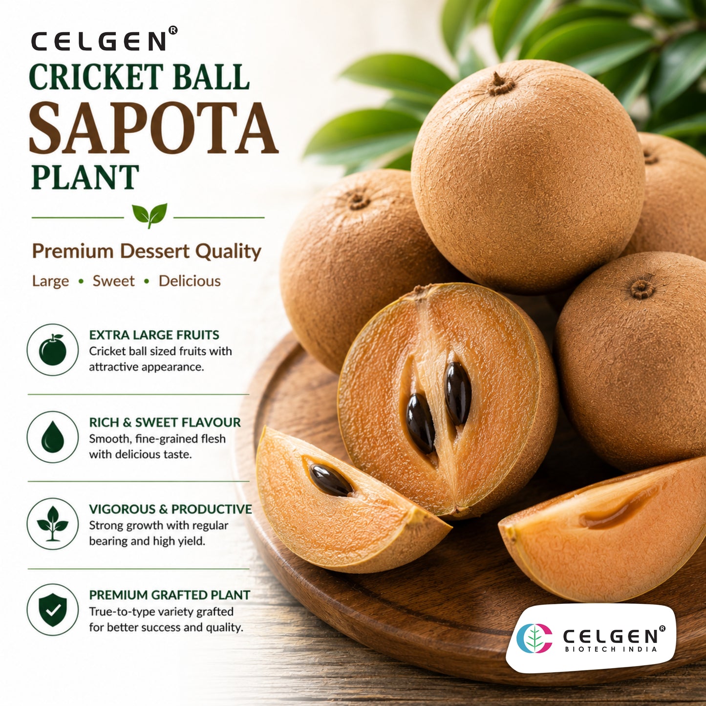 Celgen® Cricket Ball Sapota Plant