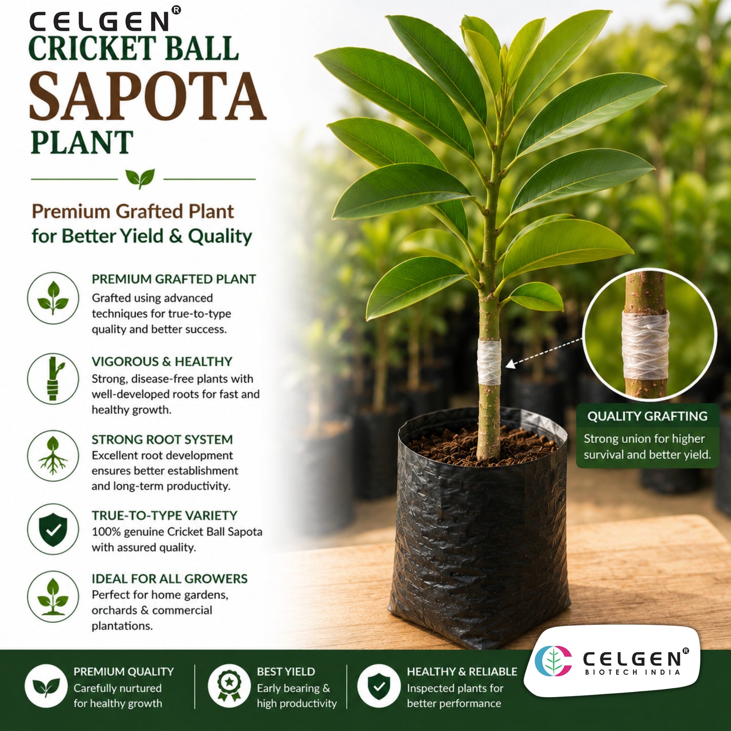Celgen® Cricket Ball Sapota Plant