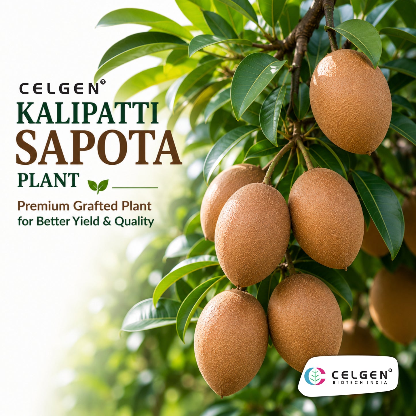 Celgen® Kalipatti Sapota Plant