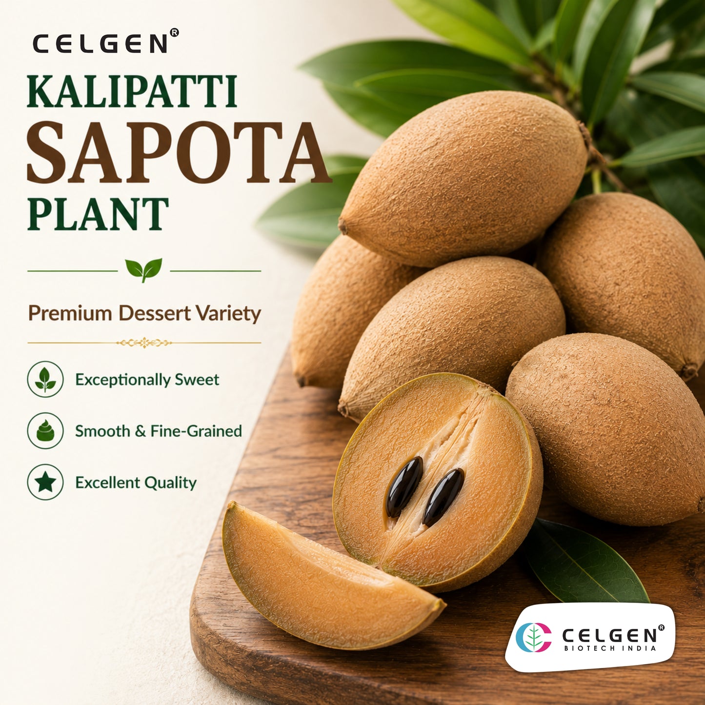 Celgen® Kalipatti Sapota Plant