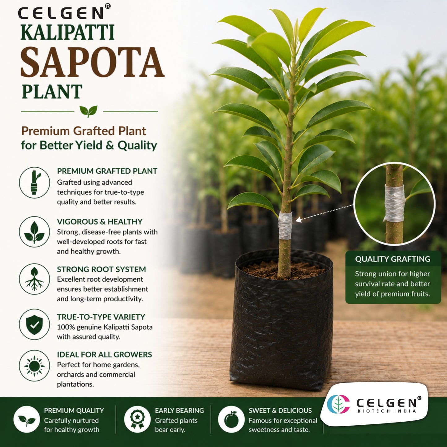 Celgen® Kalipatti Sapota Plant