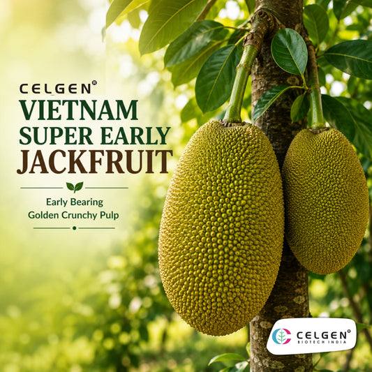 Celgen® Vietnam Super Early Jackfruit Plant