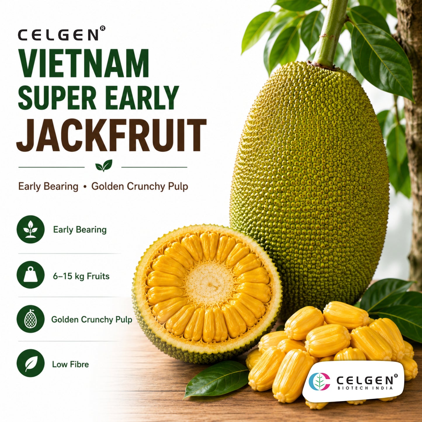 Celgen® Vietnam Super Early Jackfruit Plant