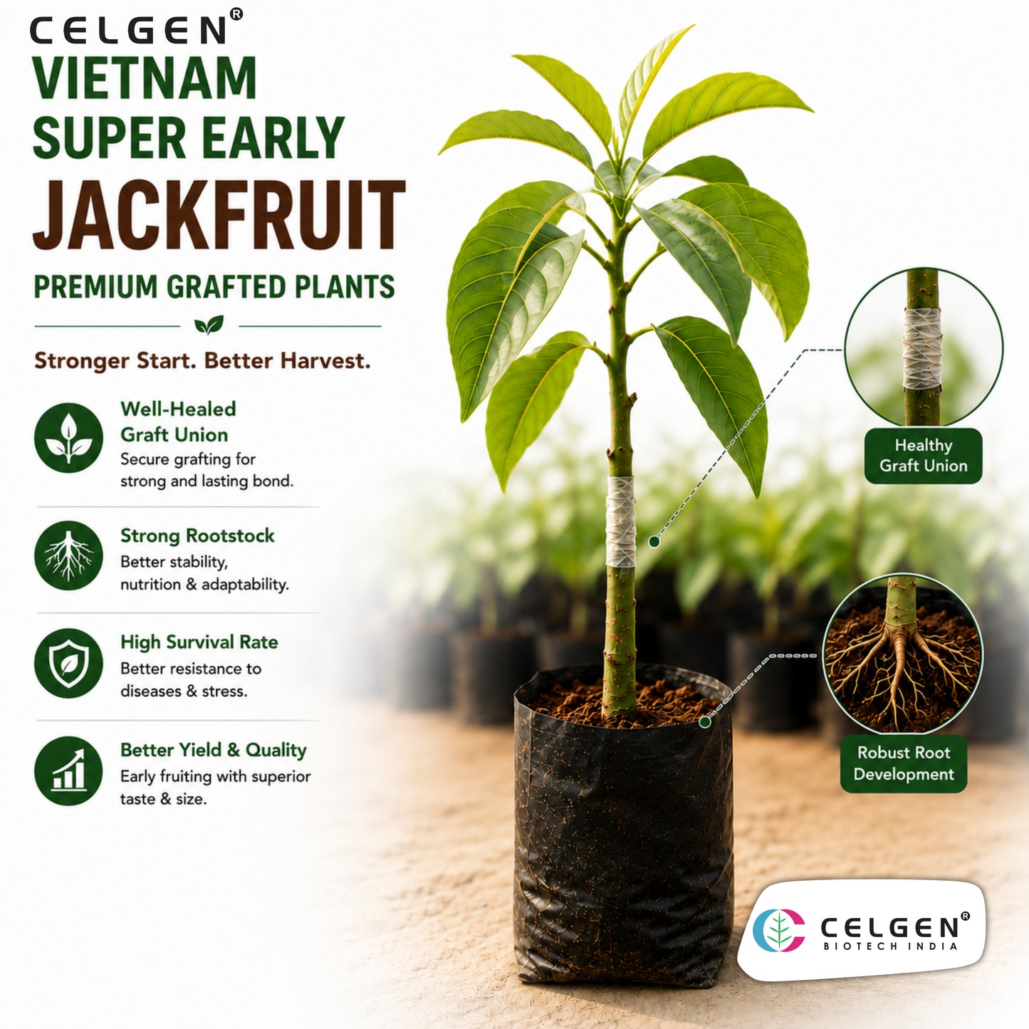 Celgen® Vietnam Super Early Jackfruit Plant