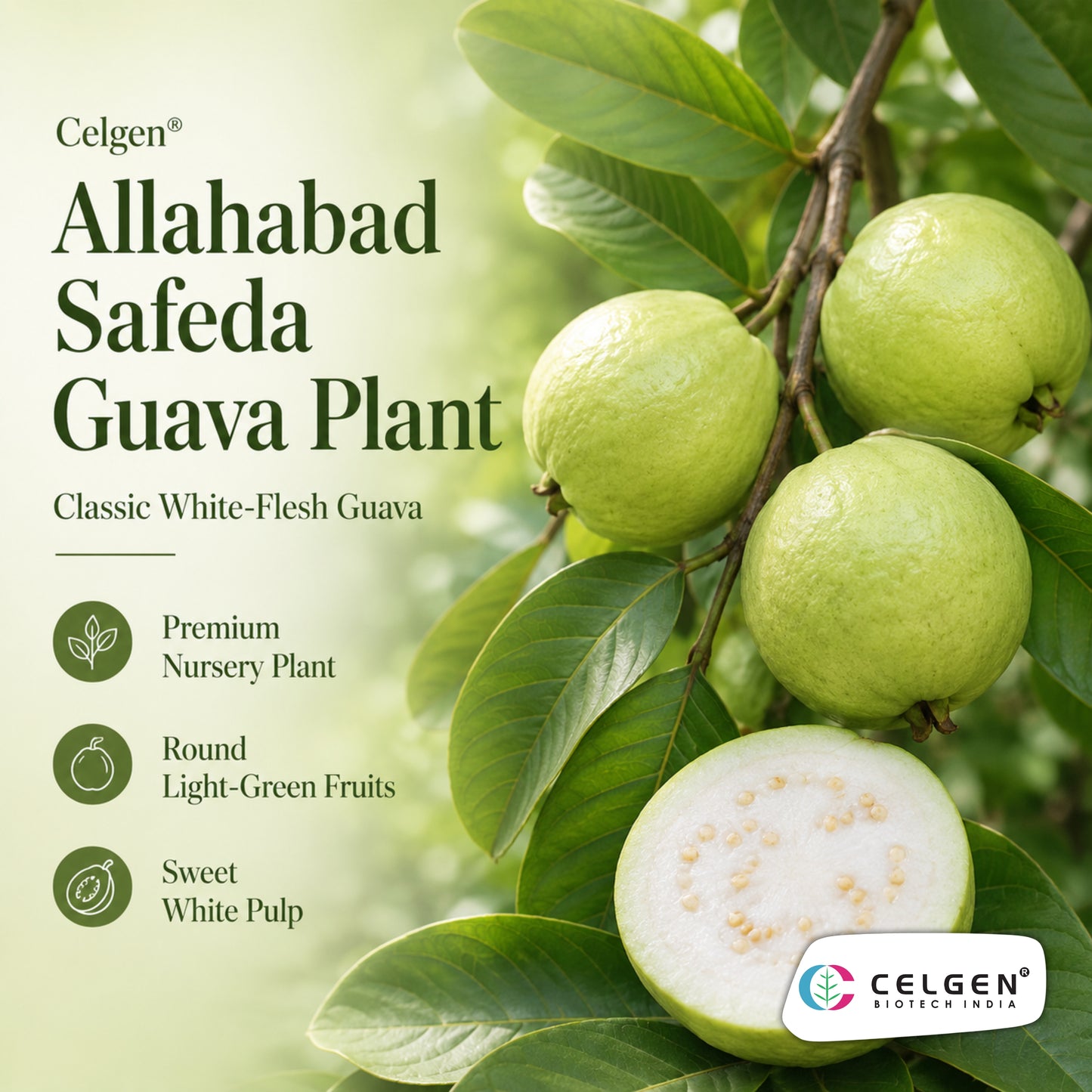Celgen® Allahabad Safeda Guava Plant