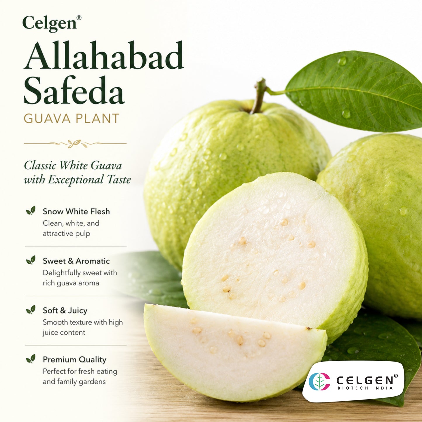 Celgen® Allahabad Safeda Guava Plant
