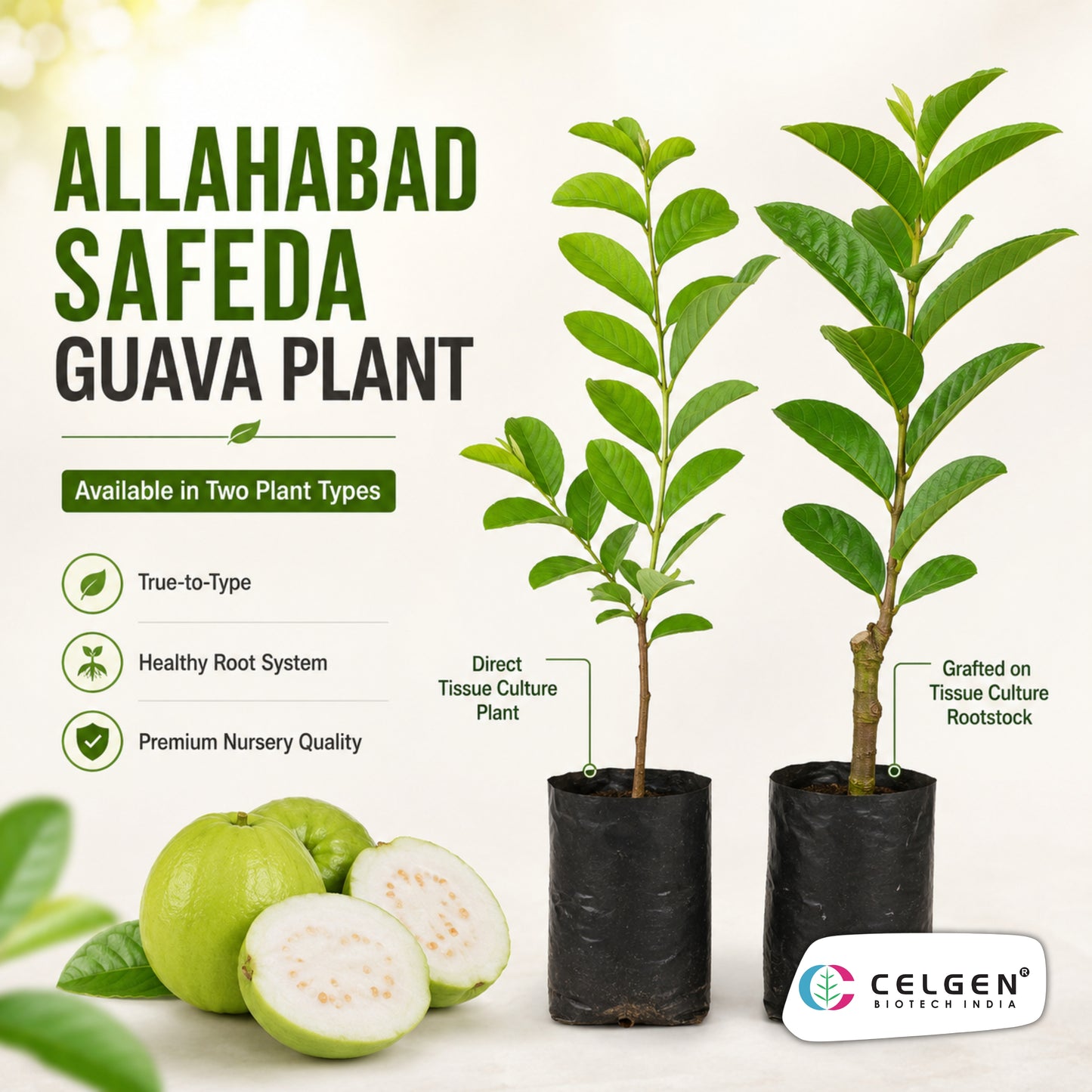 Celgen® Allahabad Safeda Guava Plant