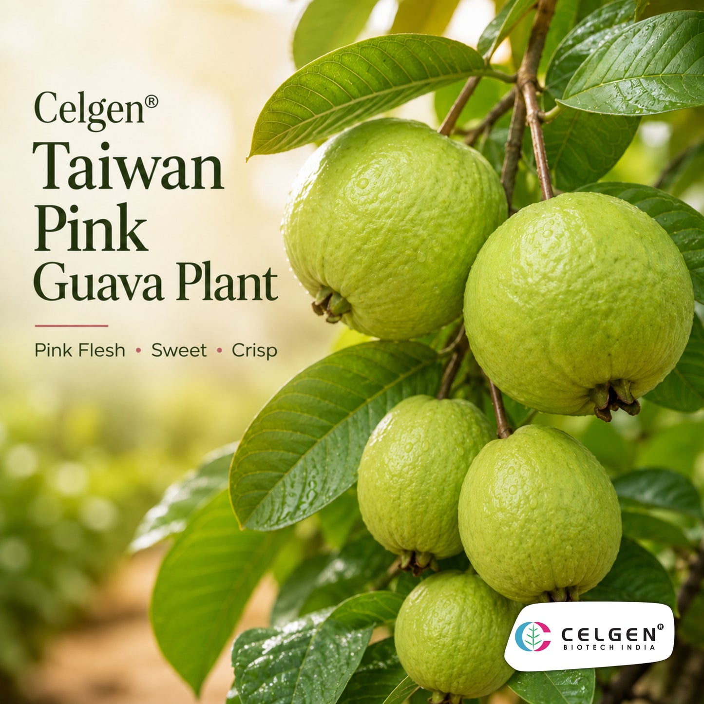Celgen® Taiwan Pink Guava Plant
