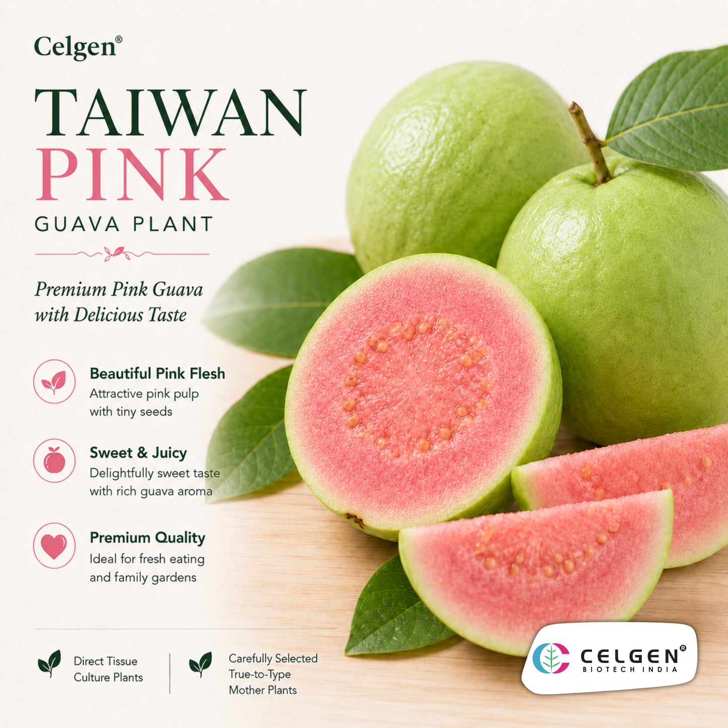 Celgen® Taiwan Pink Guava Plant