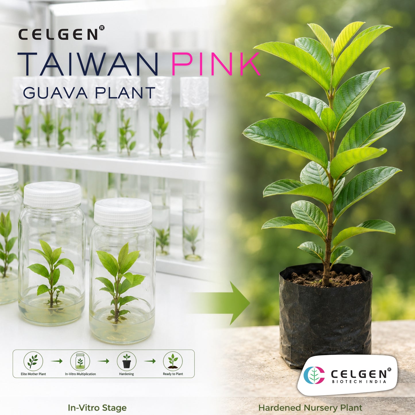 Celgen® Taiwan Pink Guava Plant
